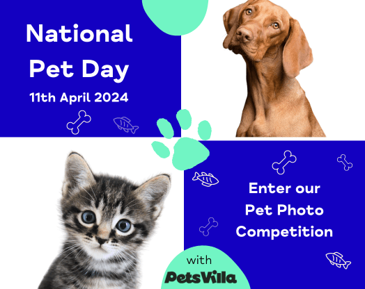 National Pet Day 2024 - Pet Photo Competition - Birmingham Mind